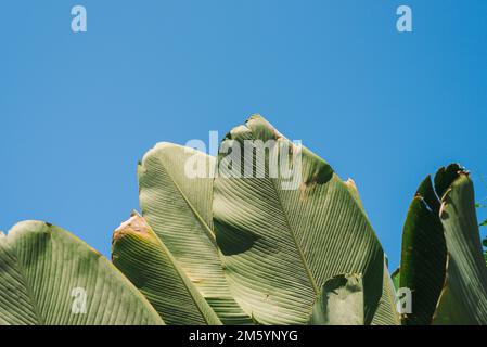 Green palm leaves on blue sky background Stock Photo