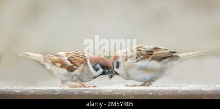 Sparrow. Sparrows are a family of small passerine birds, Passeridae. They are also known as true sparrows, or Old World sparrows, names also used for Stock Photo