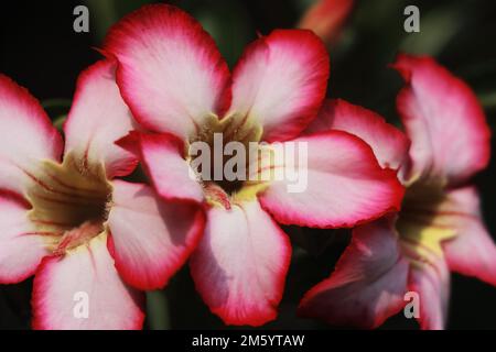beautiful pink color adenium or desert rose in bloom, flower background and macro photography Stock Photo