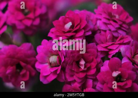 Blurred view of blooming kalanchoe flowers, closeup. Tropical plant ...