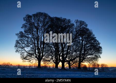 Silhouette trees in the snow against a clear sky at dawn in the cotswold countryside. Cotswolds, Gloucestershire, England Stock Photo