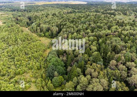 Dirt road going through forest thickets, aerial view Stock Photo