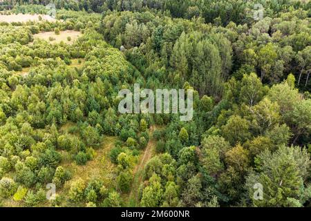 Dirt road going through forest thickets, aerial view Stock Photo