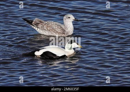 Male EIDER and immature HERRING GULL swimming in a harbour, UK. Stock Photo