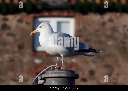 HERRING GULL (Larus argentatus) perched in a harbour, UK. Stock Photo