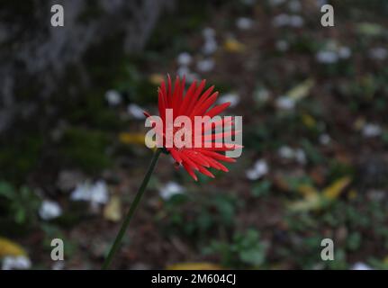 Side view of a red Gerbera flower (Gerbera Jamesonii) with water droplets on the surface. The flower is blooming in the garden Stock Photo