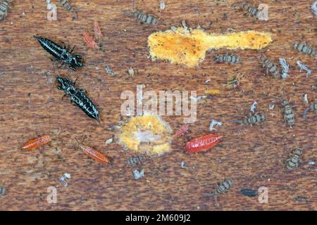 Springtails and thrips, black adults and red nymphs feeding on the ...