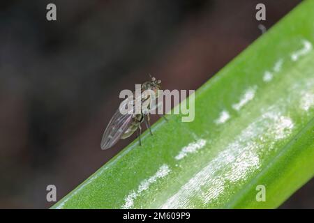 Shore or fungus fly adult, Scatella stagnalis, a common pest of glasshouses and protected crops on mesh. Stock Photo