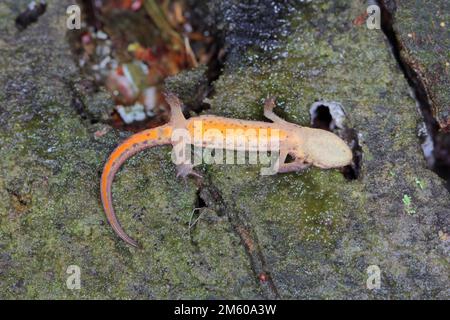 Lissotriton vulgaris, known as the smooth newt or the common newt. It shows a brightly colored abdomen. Stock Photo