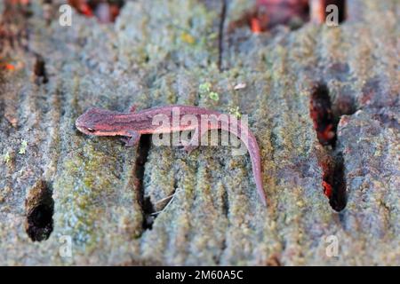 Lissotriton vulgaris, known as the smooth newt or the common newt. An individual looking for a place to overwinter in the forest litter. Stock Photo