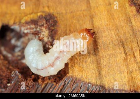 Melandryidae larva (Orchesia micans or luteipalpis) inside the fruiting body of an arboreal fungus. Stock Photo