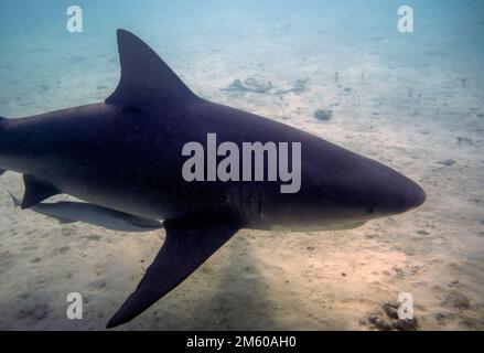 Bull Shark (Carcharhinus leucas) in Bimini, Bahamas Stock Photo