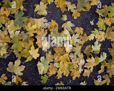 Fallen leaves from English Maple in late autumn/winter in Wiltshire, England, UK. Stock Photo