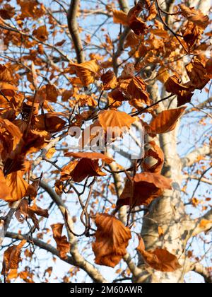Copper Beech tree in Westbury, Wiltshire, England, UK. Stock Photo