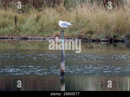 a single black-headed gull (Chroicocephalus ridibundus) standing on a post in the middle of a lake Stock Photo