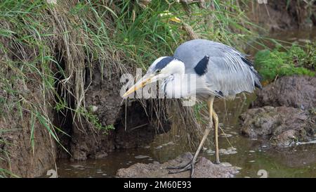 close up of a single grey heron (Ardea cinerea) hunting on a muddy river bank Stock Photo