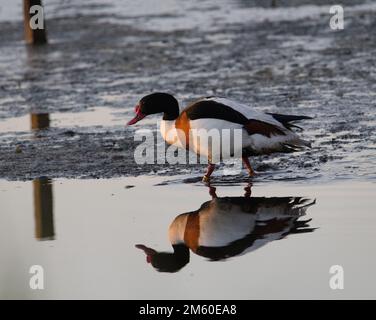 common shelduck (Tadorna tadorna) reflected in the water in early morning light with still calm water Stock Photo