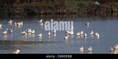 flock of gulls standing in still shallow water reflected in the morning light Stock Photo