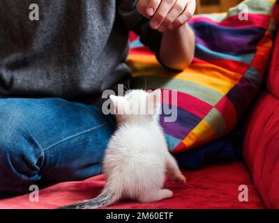 White kitten, domestic cat, playing on sofa, Germany Stock Photo