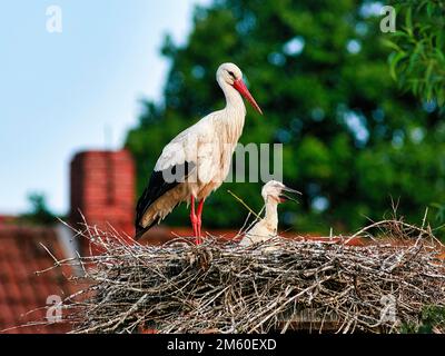 White stork (Ciconia ciconia) in nest with chicks, Elbrinxen stork village, Luegde, Teutoburger Wald Eggegebirge nature park Park, Germany Stock Photo