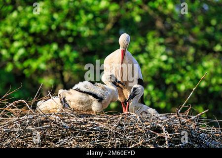 White stork (Ciconia ciconia) in nest with four chicks, Elbrinxen stork village, Luegde, Teutoburger Wald Eggegebirge nature park Park, Germany Stock Photo
