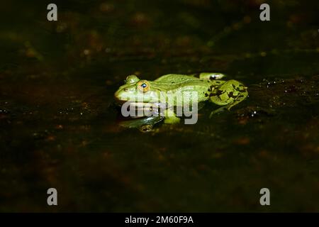 Grass frog (Rana temporaria) lying in a lake, Bavaria, Germany Stock Photo