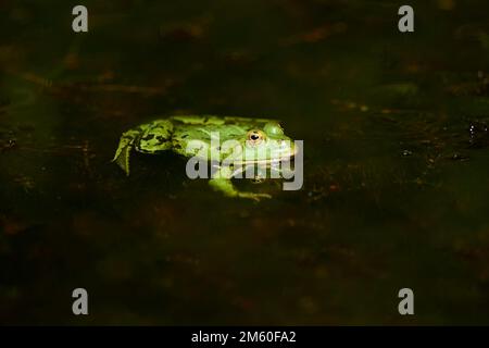 Grass frog (Rana temporaria) lying in a lake, Bavaria, Germany Stock Photo