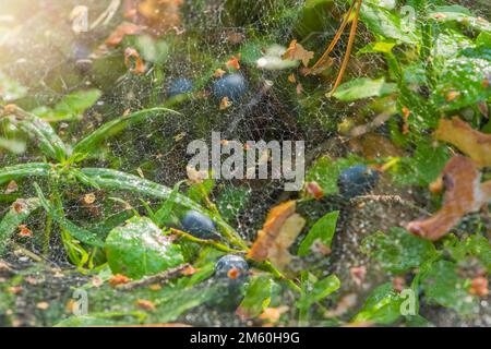Spider web in the forest. A cobweb on a bush of ripe blueberries, a spider catches insects in the forest. Stock Photo