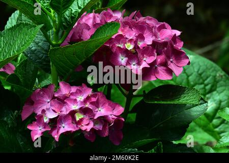 A close-up photo of purple Hydrangea (garden hydrangea, or French hydrangea) growing in a park Stock Photo