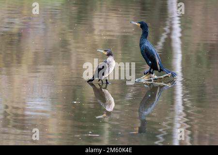 Two great cormorant (Phalacrocorax carbo) standing on deadwood, juvenile and adult bird, Hesse, Germany Stock Photo