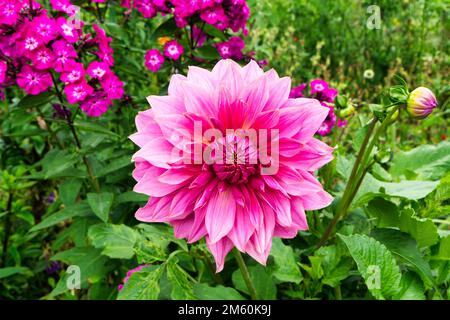 Pink dahlias (Dahlia), large flower in a bed, Claude Monet garden in summer, Giverny, Eure department, Upper Normandy, France Stock Photo