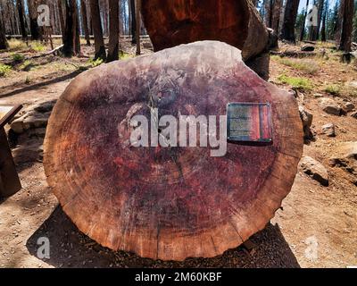 Cross-section of tree (Sequoioideae) trunk with information panel, structures, charred redwoods behind after fire, Yosemite National Park Stock Photo