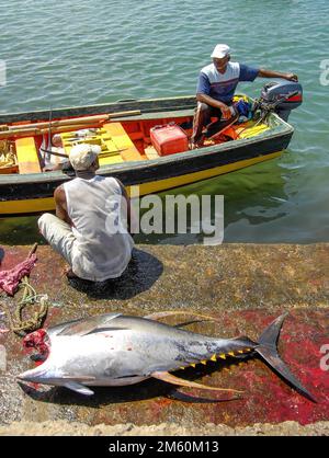 Local fisherman sitting on quay wall in foreground body of caught fish yellowfin tuna (Thunnus albacares) yellowfin tuna without head next to pool of Stock Photo