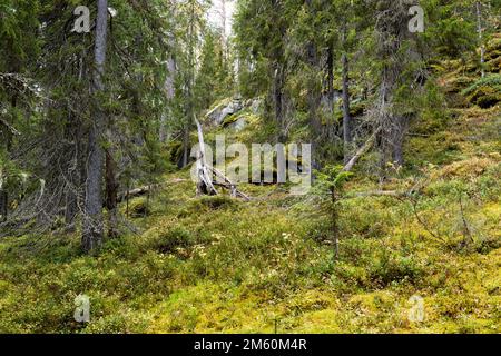 A hillside covered with trees in a primeval Närängänvaara forest near Kuusamo, Northern Finland Stock Photo