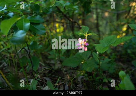 Close-up of an Arctic bramble flower on a summer evening in Northern Finland Stock Photo