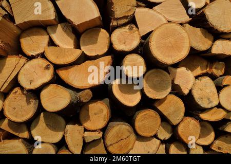 A slice of red oak logs stacked in a woodpile detailed texture background Stock Photo