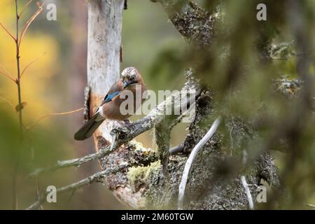 Eurasian jay perched in an old-growth forest in Valtavaara near Kuusamo, Northern Finland Stock Photo