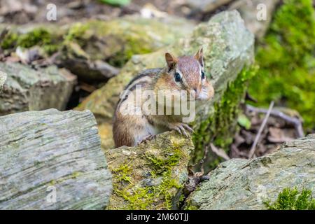 Cute Little Chipmunk with full cheeks looks around near his home in rock garden. Stock Photo