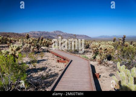 a wooden boardwalk through the teddy bear cholla cactus garden within Joshua Tree National Park in Joshua Tree California. Stock Photo