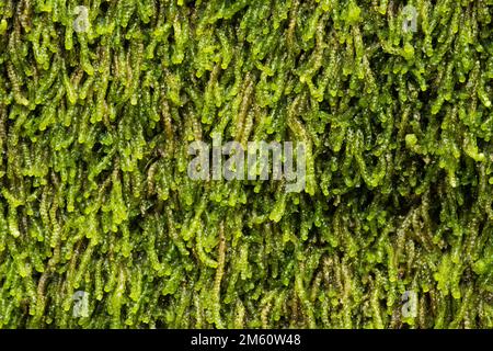 A close-up of a greenish Rustwort covering a decaying tree trunk in a keystone habitat in Estonia, Northern Europe Stock Photo