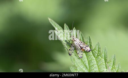 a single common scorpionfly (Panorpa communis) resting on a green leaf Stock Photo