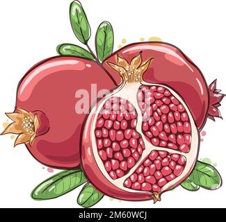 Pomegranate watercolor sketch Stock Vector