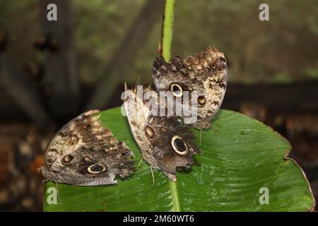 Giant Owl Butterfly (Caligo telamonius memnon) laying eggs on a heliconia lea Stock Photo