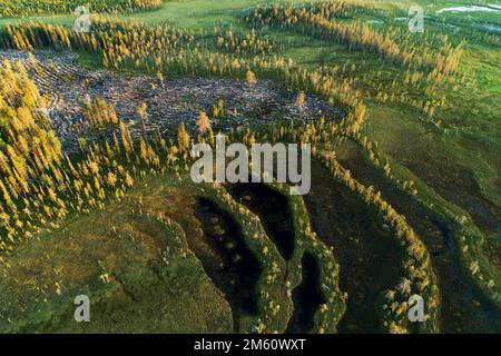 An aerial of clear-cut area next to a bog in Northern Finland during a summer evening Stock Photo