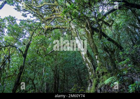 Wald im Nationalpark Garajonay, UNESCO Welterbe auf der Insel La Gomera, Kanarische Inseln, Spanien |  Garajonay National Park  forest on La Gomera, C Stock Photo