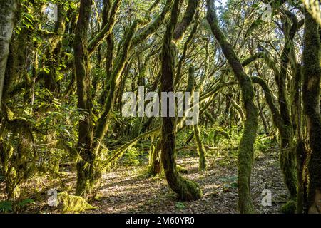 Wald im Nationalpark Garajonay, UNESCO Welterbe auf der Insel La Gomera, Kanarische Inseln, Spanien |  Garajonay National Park  forest on La Gomera, C Stock Photo