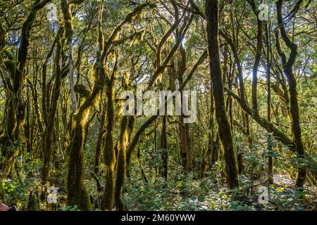 Wald im Nationalpark Garajonay, UNESCO Welterbe auf der Insel La Gomera, Kanarische Inseln, Spanien |  Garajonay National Park  forest on La Gomera, C Stock Photo