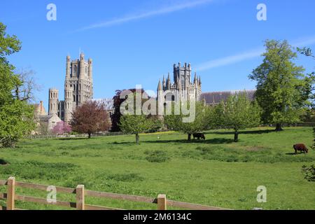 Ely Cathedral (Cathedral Church of the Holy and Undivided Trinity), West Tower and the Octagon view from Cherry Hill Park, Ely, Cambridgeshire Stock Photo