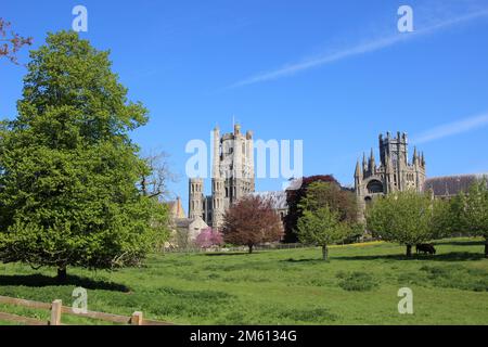 Ely Cathedral (Cathedral Church of the Holy and Undivided Trinity), West Tower and the Octagon view from Cherry Hill Park, Ely, Cambridgeshire Stock Photo