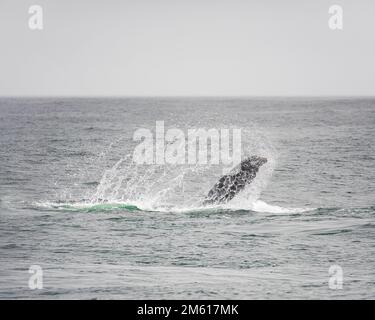 Humpback whale watching in Monterey Bay, California Stock Photo